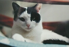 full image 108k