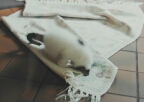 full image 96k