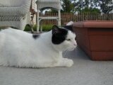 Sasha on the patio 100kb